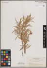 Foto von Salix exigua Nutt.